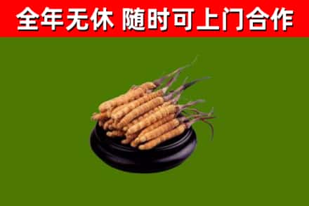 岳阳烟酒回收冬虫夏草.jpg